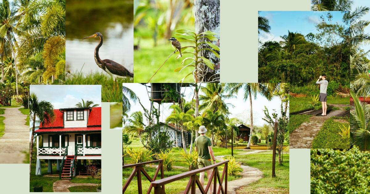 Bird watching in Frederiksdorp (Suriname 🇸🇷) · Daniel Freytag