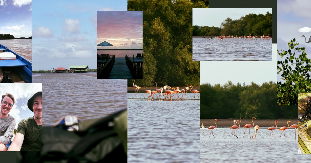 Flamingos in Big Pan (Suriname 🇸🇷) · Daniel Freytag