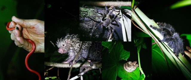 Collection of pictures from Suriname