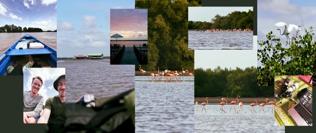 Collection of pictures from Suriname